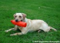 Bella at the Park 001.jpg